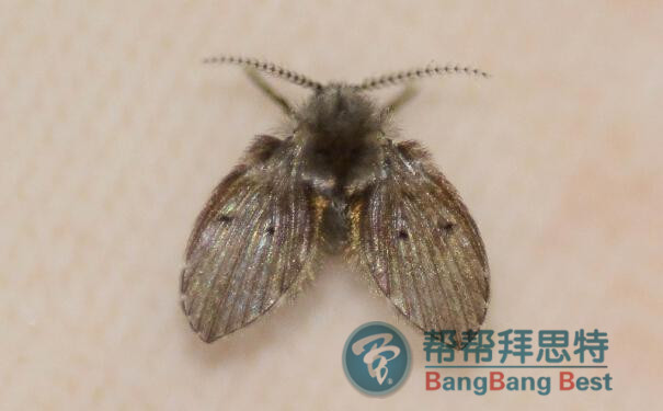 家里發(fā)現(xiàn)蛾蠓如何有效消滅