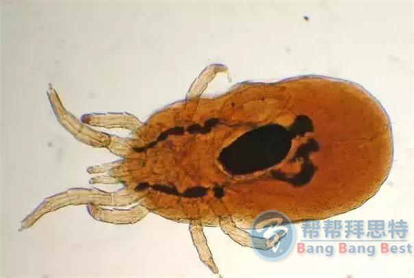 殺蟲公司帶你生活中十五種寄生蟲
