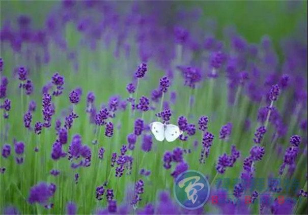 最健康安全的解決辦法——植物防蟲(chóng)
