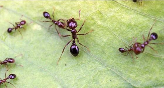紅火蟻發(fā)生情況及防空建議