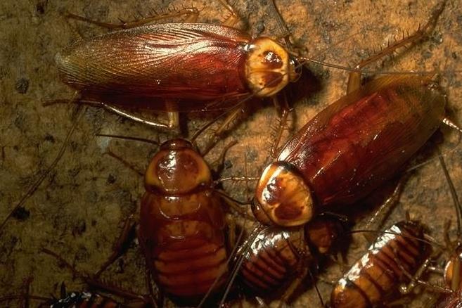 滅蟑綜合防制方案制定指南