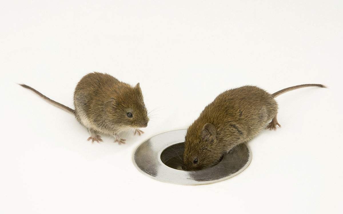 鼠類種群數(shù)量的估算