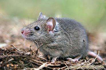 城鎮(zhèn)及其鼠患的特點