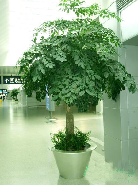 這幾盆花就是甲醛克星，新家快養(yǎng)幾盆，凈化空氣效果好