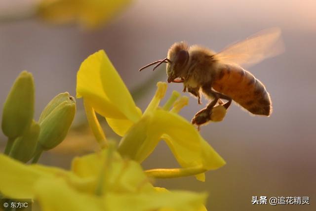 只見(jiàn)蜂生不見(jiàn)蜂死，就忘了蜜蜂也是有壽命的嗎？