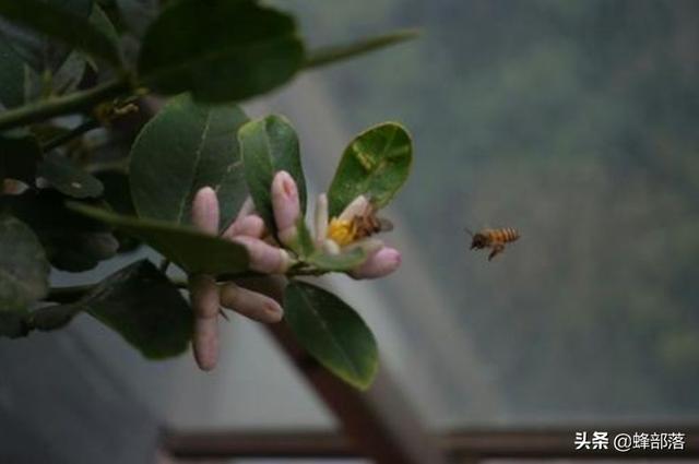 繁衍1.3億年的蜜蜂，它們是如何防御病毒的？方法值得學(xué)習(xí)