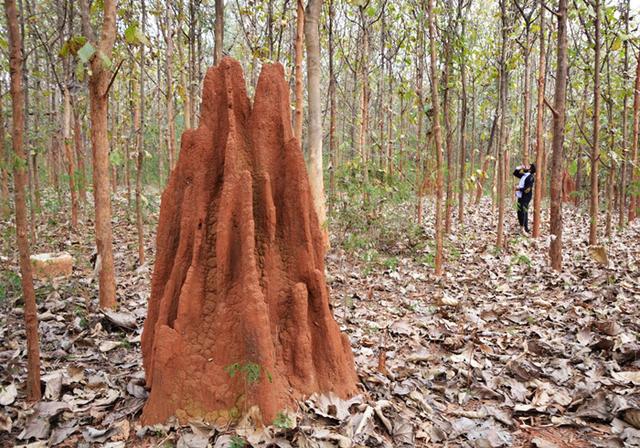 白蟻，害蟲還是益蟲？你想滅絕它，它卻只想填飽肚子