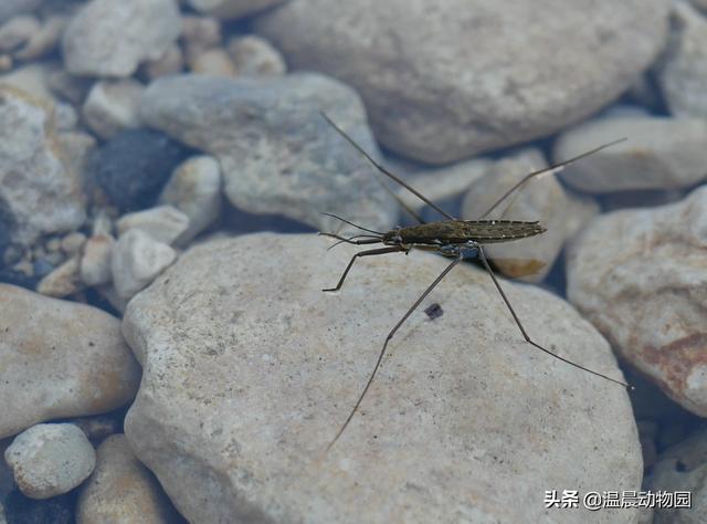 辟謠：小時(shí)候經(jīng)常在水面上見(jiàn)到的這種蟲(chóng)子是蜘蛛嗎？不，它叫水黽