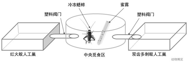 無敵的紅火蟻誰能阻擋？這種黑螞蟻或有希望