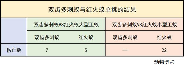 無敵的紅火蟻誰能阻擋？這種黑螞蟻或有希望