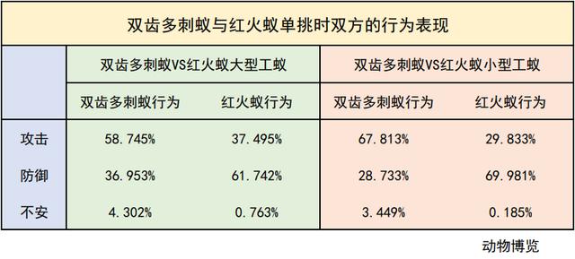 無敵的紅火蟻誰能阻擋？這種黑螞蟻或有希望