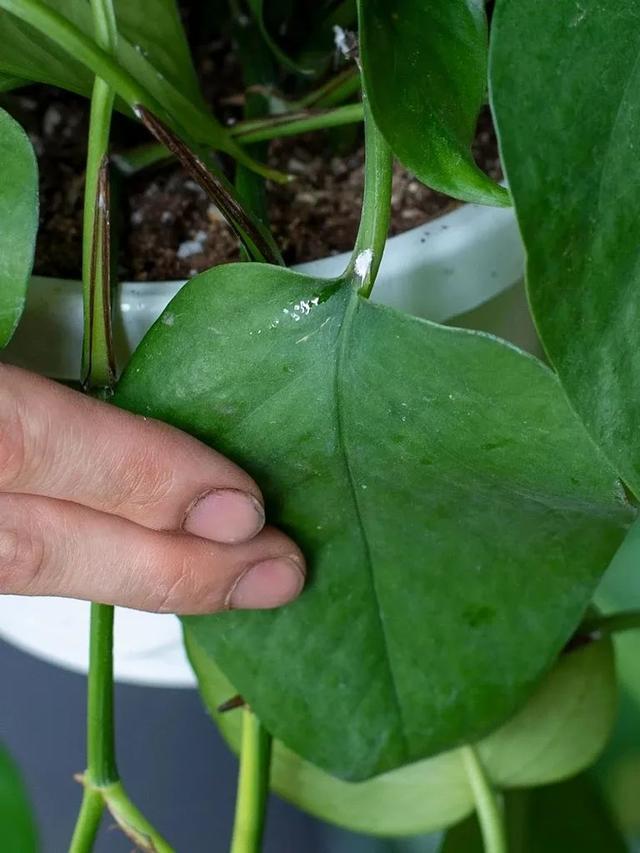 預防植物感染蟲害要掌握幾個技巧，否則容易感染這8種常見害蟲