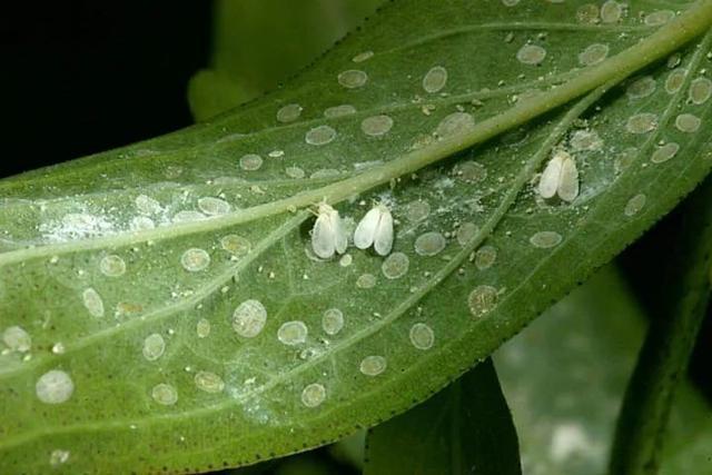 預防植物感染蟲害要掌握幾個技巧，否則容易感染這8種常見害蟲