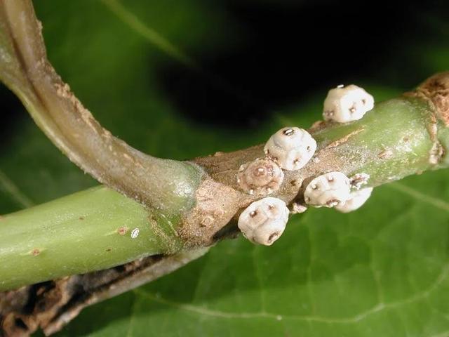 預防植物感染蟲害要掌握幾個技巧，否則容易感染這8種常見害蟲