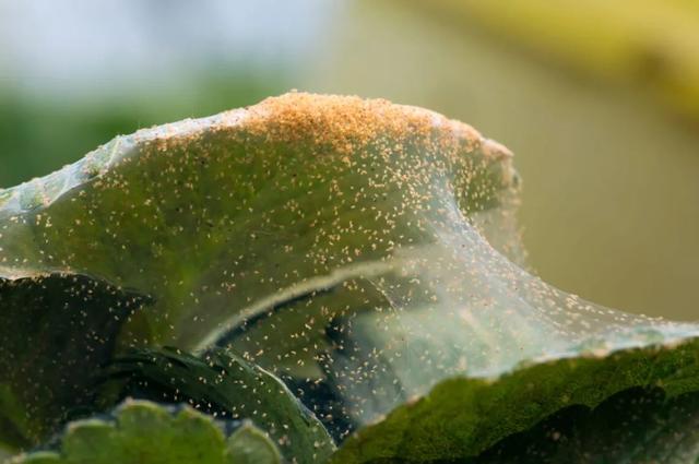 預防植物感染蟲害要掌握幾個技巧，否則容易感染這8種常見害蟲