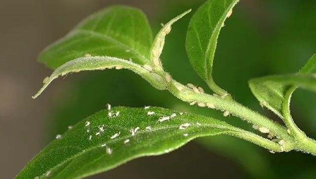 預防植物感染蟲害要掌握幾個技巧，否則容易感染這8種常見害蟲