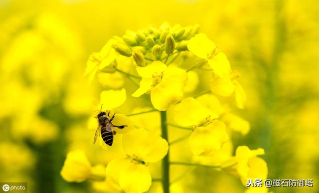 蜜蜂為什么蟄完人就會(huì)死？會(huì)死為什么還要蜇人？