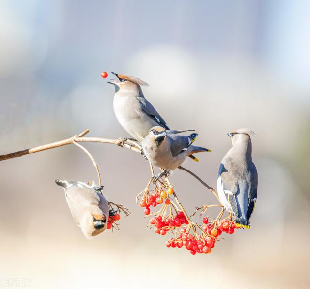 公鳥是怎么追母鳥的？細心、浪漫，最重要的是千萬不能空手