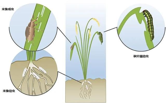 米袋里憑空出現(xiàn)的甲蟲，你吃的每碗飯都可能含有它們的蟲卵