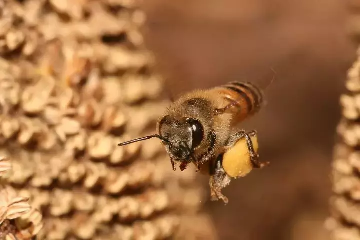 如何區(qū)分黃蜂、蜜蜂、馬蜂、胡蜂……各種蜂？