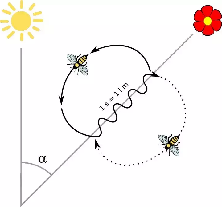 如何區(qū)分黃蜂、蜜蜂、馬蜂、胡蜂……各種蜂？