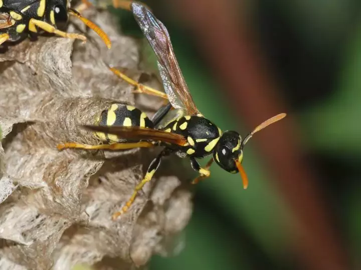 如何區(qū)分黃蜂、蜜蜂、馬蜂、胡蜂……各種蜂？