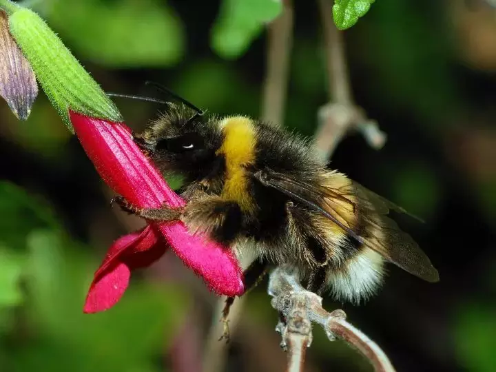 如何區(qū)分黃蜂、蜜蜂、馬蜂、胡蜂……各種蜂？