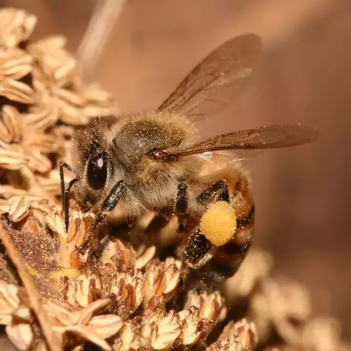 如何區(qū)分黃蜂、蜜蜂、馬蜂、胡蜂……各種蜂？