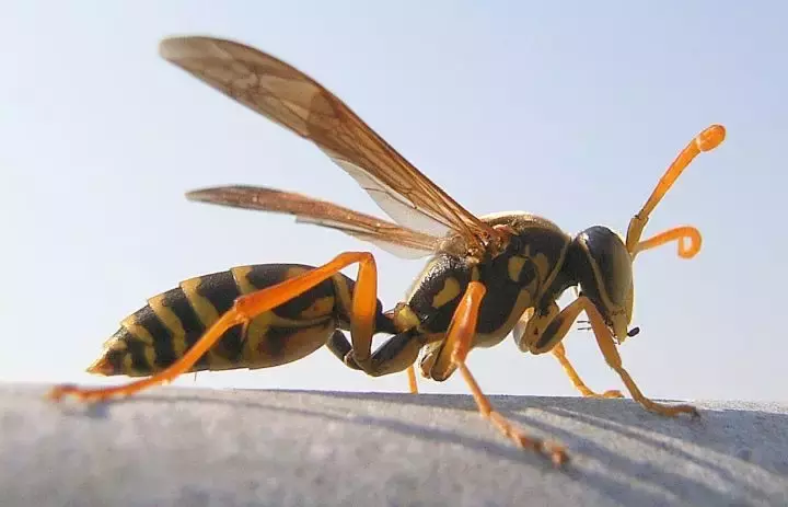 如何區(qū)分黃蜂、蜜蜂、馬蜂、胡蜂……各種蜂？