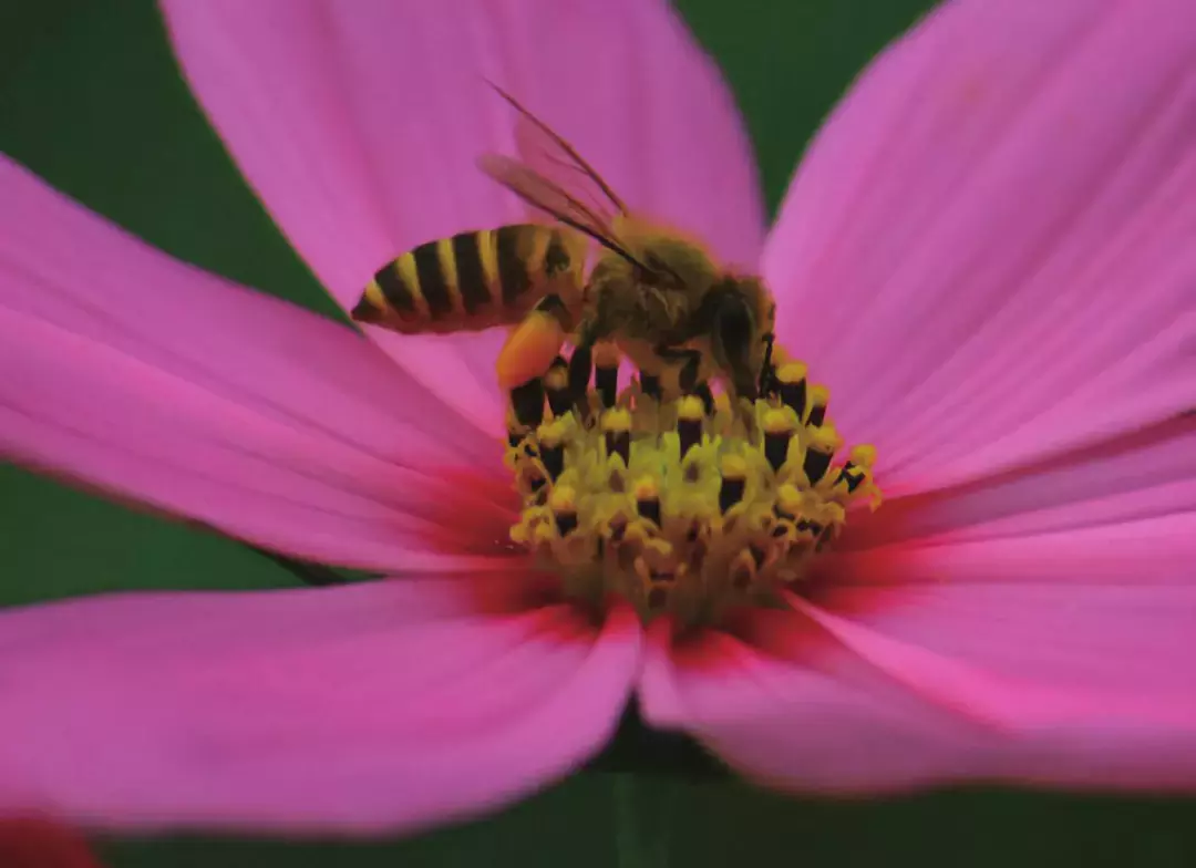 如何區(qū)分黃蜂、蜜蜂、馬蜂、胡蜂……各種蜂？