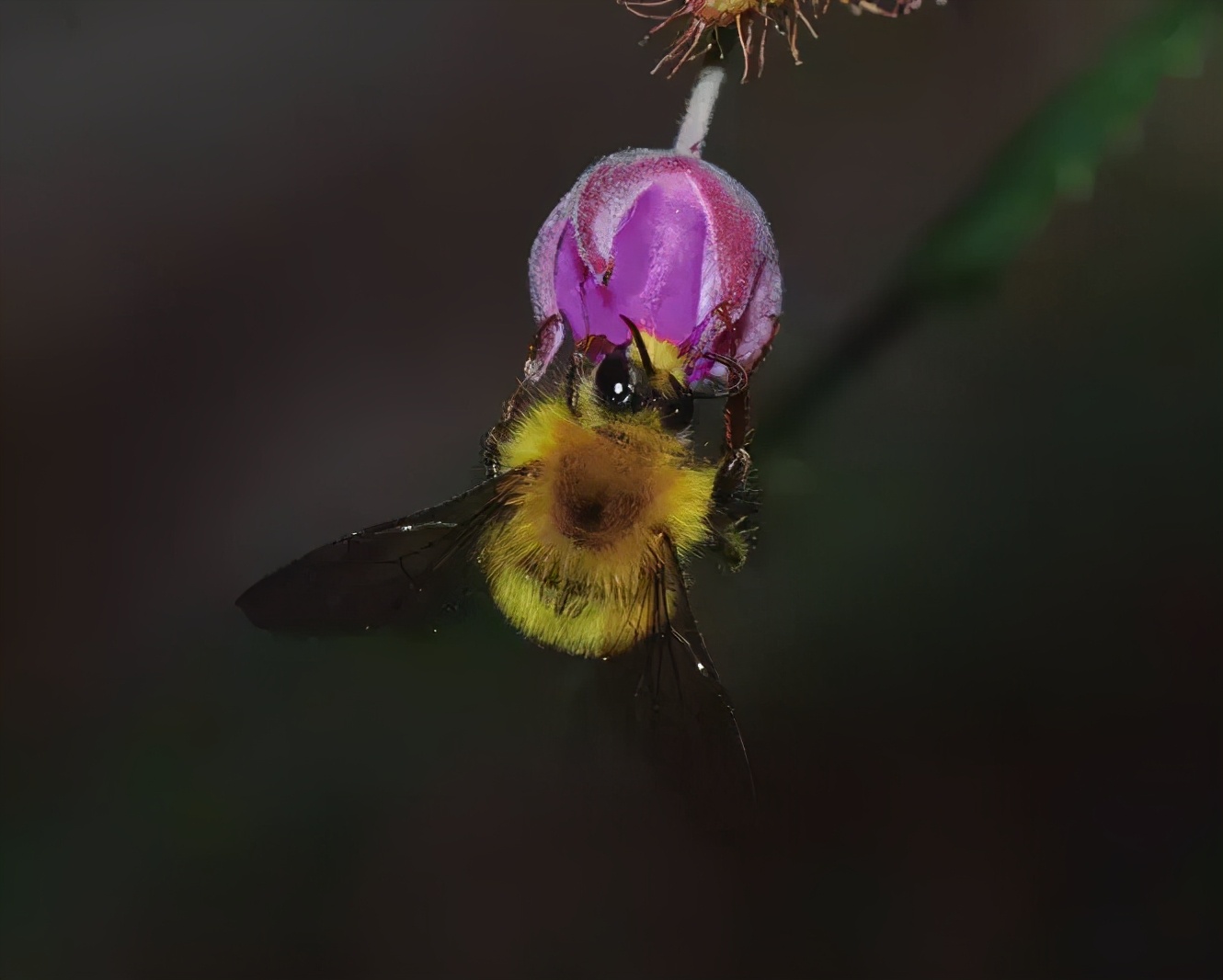 如何區(qū)分黃蜂、蜜蜂、馬蜂、胡蜂……各種蜂？