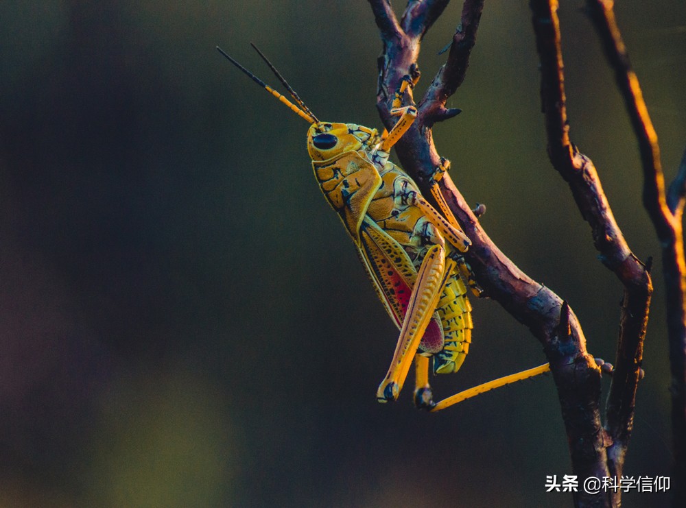 昆蟲沒有腦袋照樣活，這是為什么？