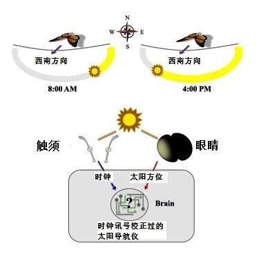 從墨西哥飛往美國，再回到墨西哥，它們用了整整4代