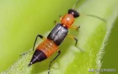 這蟲子可是個狠角色，惹不起，躲著走