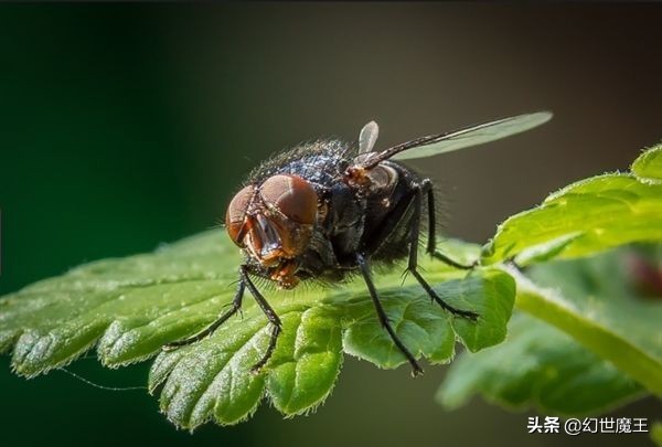 為什么老是打不到蒼蠅？蒼蠅的走位你知道嗎？