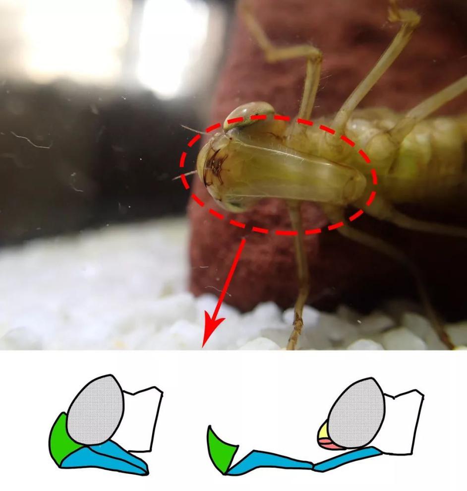 "異形"原型？水下又一兇猛昆蟲(chóng)出現(xiàn)，原來(lái)是蜻蜓稚蟲(chóng)——水蠆