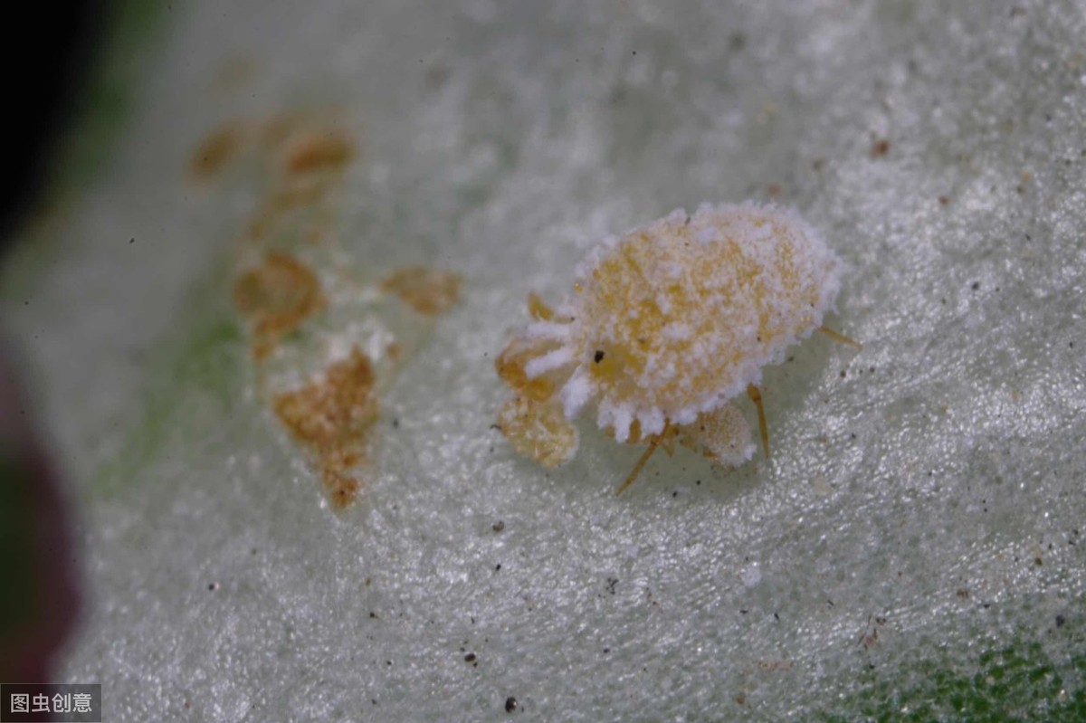 世間最變態(tài)的生物是什么？是蝴蝶！最殘忍的生物呢？還是蝴蝶