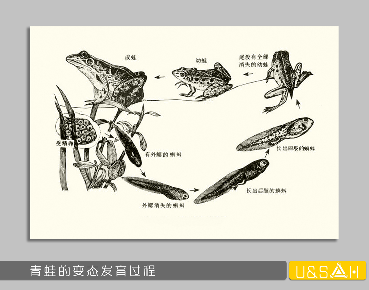 世間最變態(tài)的生物是什么？是蝴蝶！最殘忍的生物呢？還是蝴蝶
