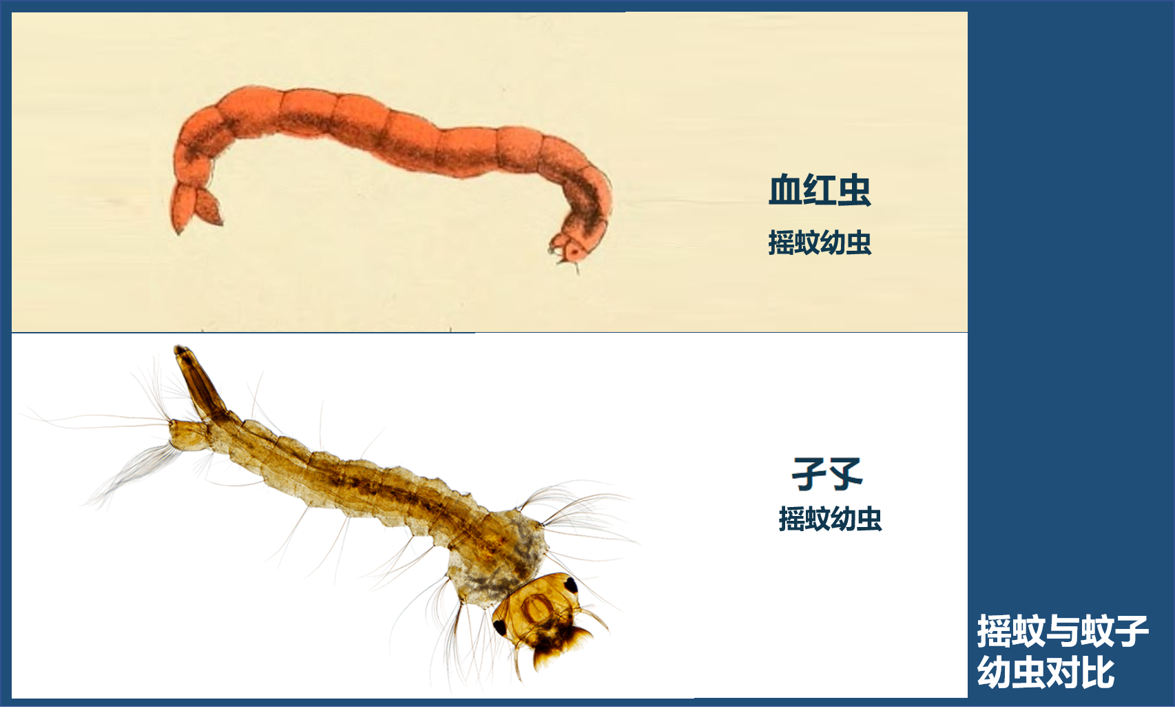 比蚊子還可怕的“蚊子”，密密麻麻在你頭上盤旋，被咬還奇癢無比