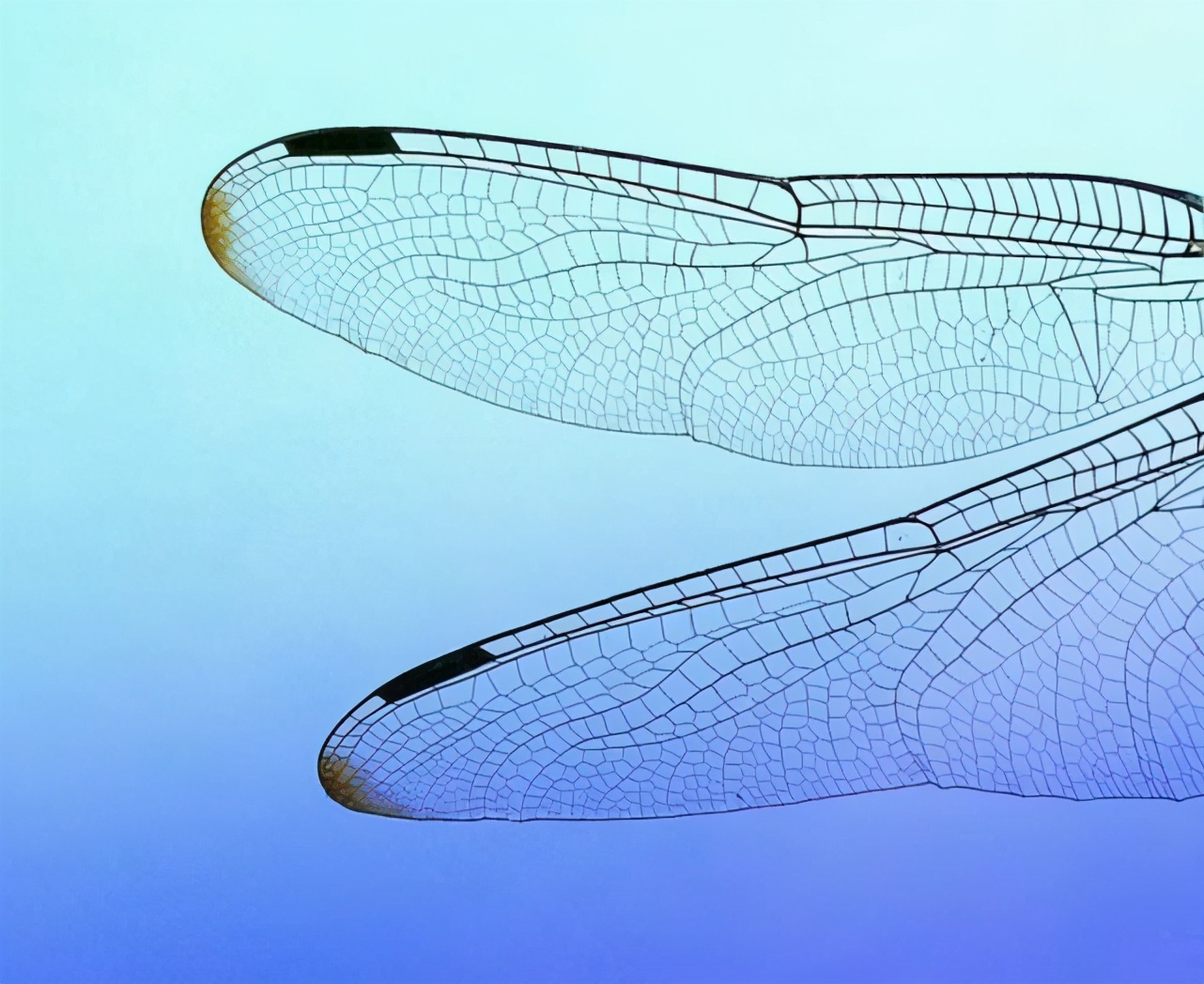最被低估的昆蟲：蜻蜓，飛行界的真正王者，捕獵成功率高達(dá)95%