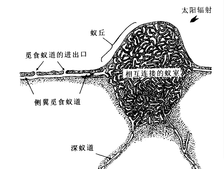 為什么紅火蟻會被中國列為“最危險入侵物種”？