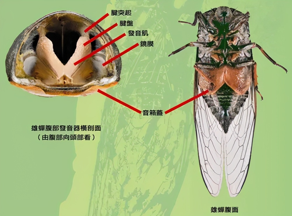 為什么天越熱，蟬叫得越厲害？原來是這個原因