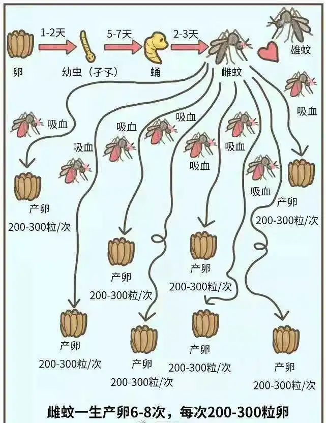 雌蚊子只需交配一次便可終身產(chǎn)卵，你知道嗎？