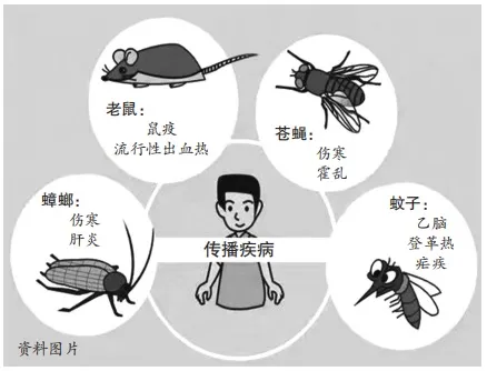 洪澇災(zāi)害過(guò)后蟲(chóng)鼠泛濫？怎么防蚊蟲(chóng)？怎么防鼠滅鼠？