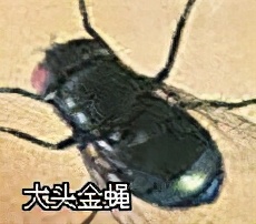 大強蟲控：常見的家庭蟲害 您家里有哪幾種？