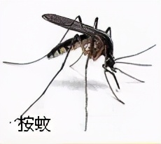 大強蟲控：常見的家庭蟲害 您家里有哪幾種？