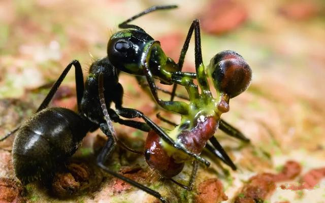 “自我爆炸”換取族群生存，集體高于一切，爆炸螞蟻的舍生取義