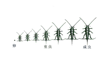 房屋內(nèi)的蟲子之衣魚，愛啃食書籍，在圖書、谷類和衣服中均可發(fā)現(xiàn)