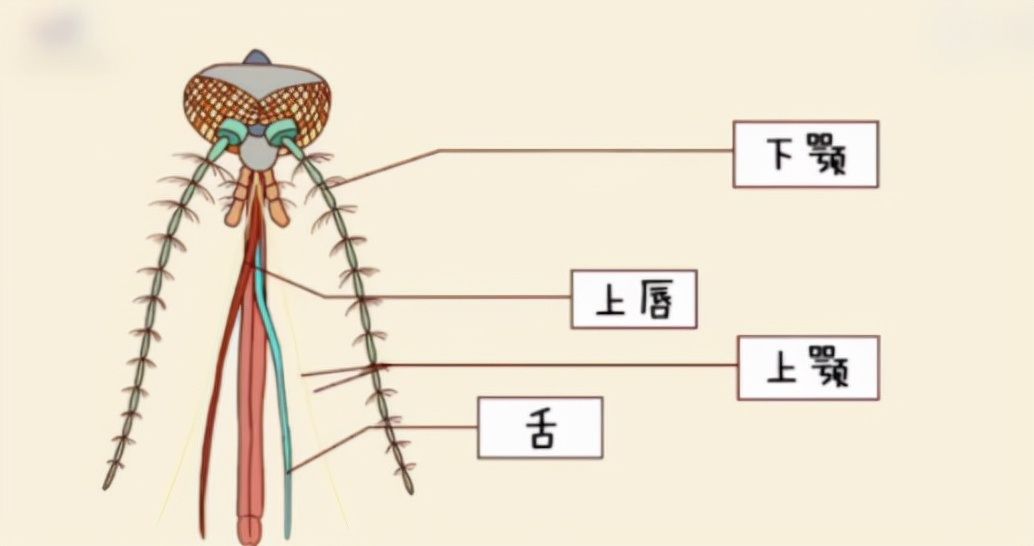 蚊子本身有血液?jiǎn)?？吸血竟不是為了填飽肚? class=