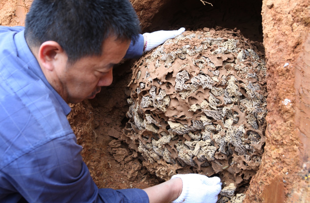 白蟻培育的菌界“大熊貓”，價(jià)格堪比黃金，極度稀有和難以獲取